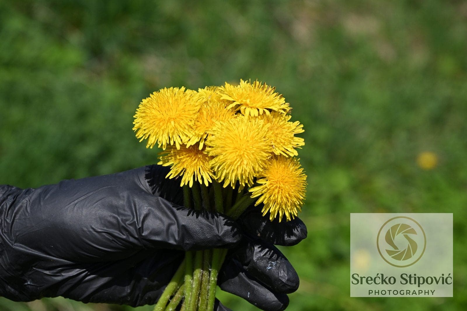 dandelion